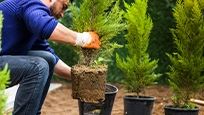Un homme plantant un arbre.