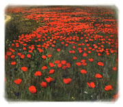 Poppies